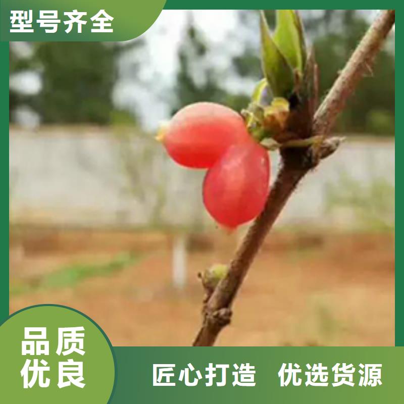 杈杷果石榴树一手货源源头厂家