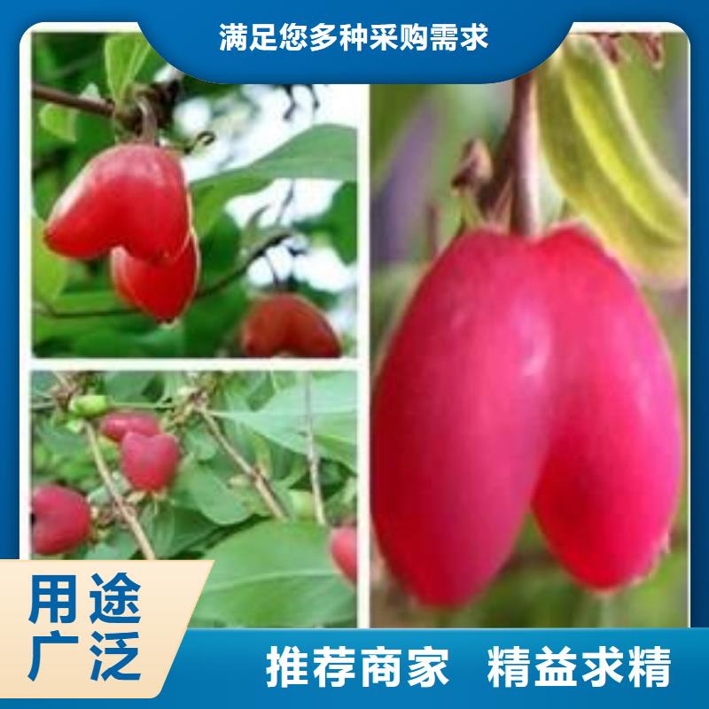 杈杷果石榴树一手货源源头厂家