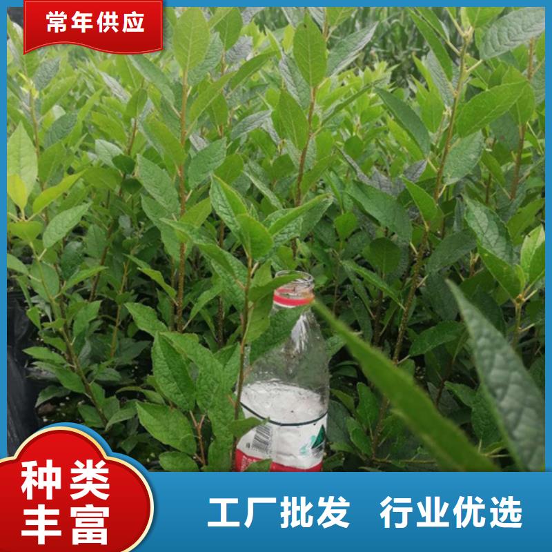 【北美冬青樱桃苗产地采购】
