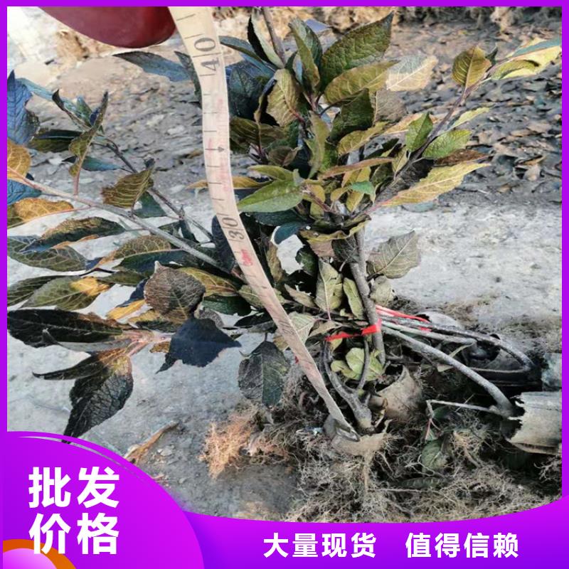 【北美冬青苹果苗联系厂家】