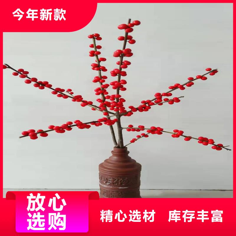 北美冬青,梨树苗源头厂家来图定制