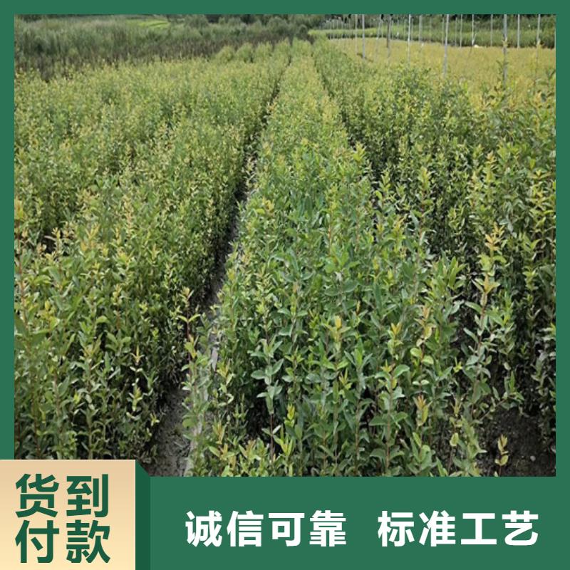 北美冬青,猕猴桃苗快速生产