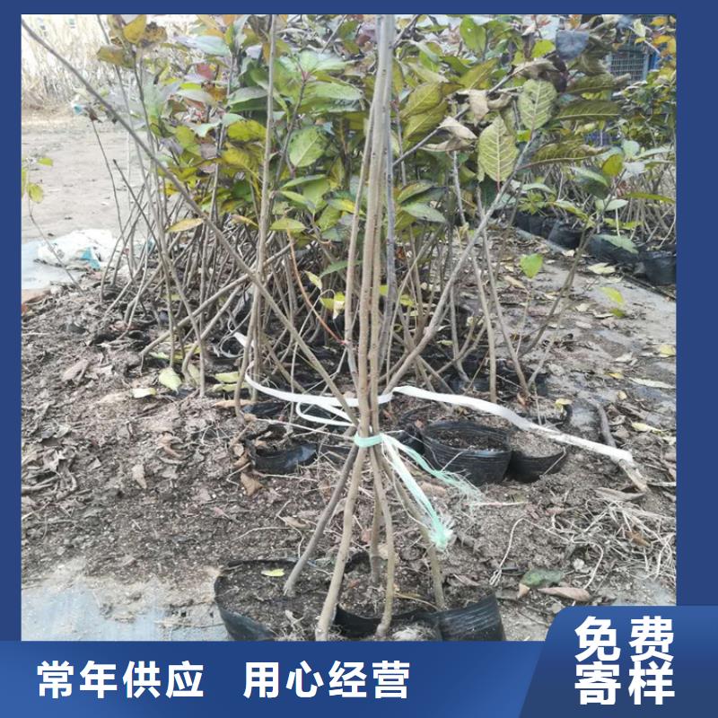 北美冬青,梨树苗源头厂家来图定制
