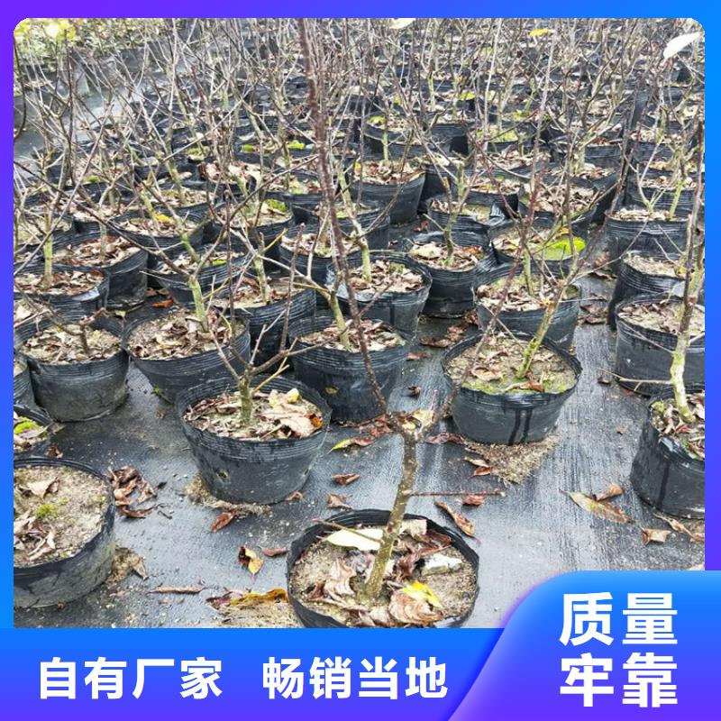 【北美冬青苹果苗联系厂家】