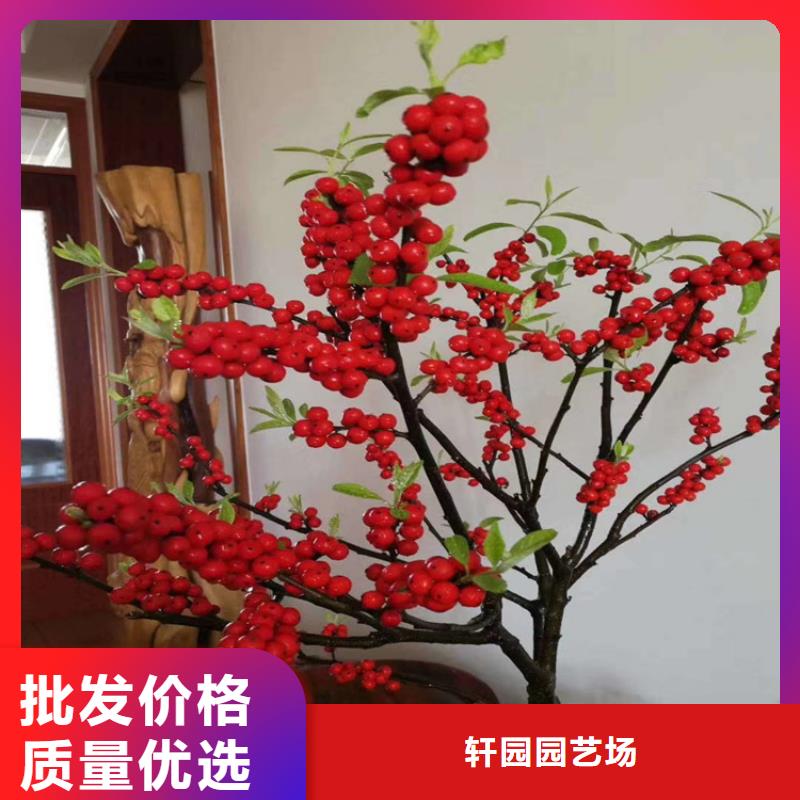 【北美冬青苹果苗联系厂家】