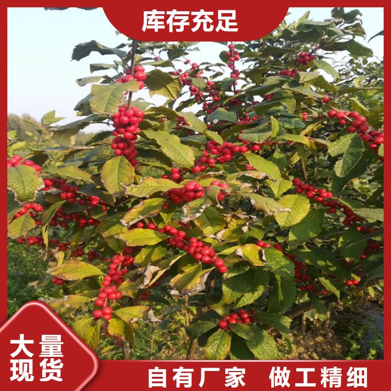 【北美冬青苹果苗联系厂家】