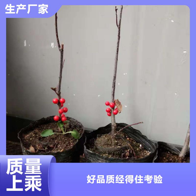 【北美冬青樱桃苗产地采购】