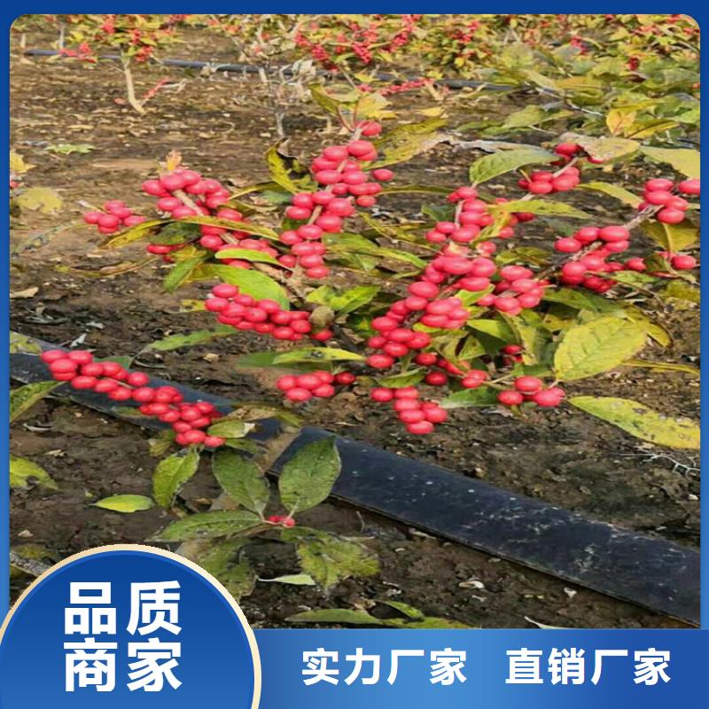 【北美冬青樱桃苗产地采购】