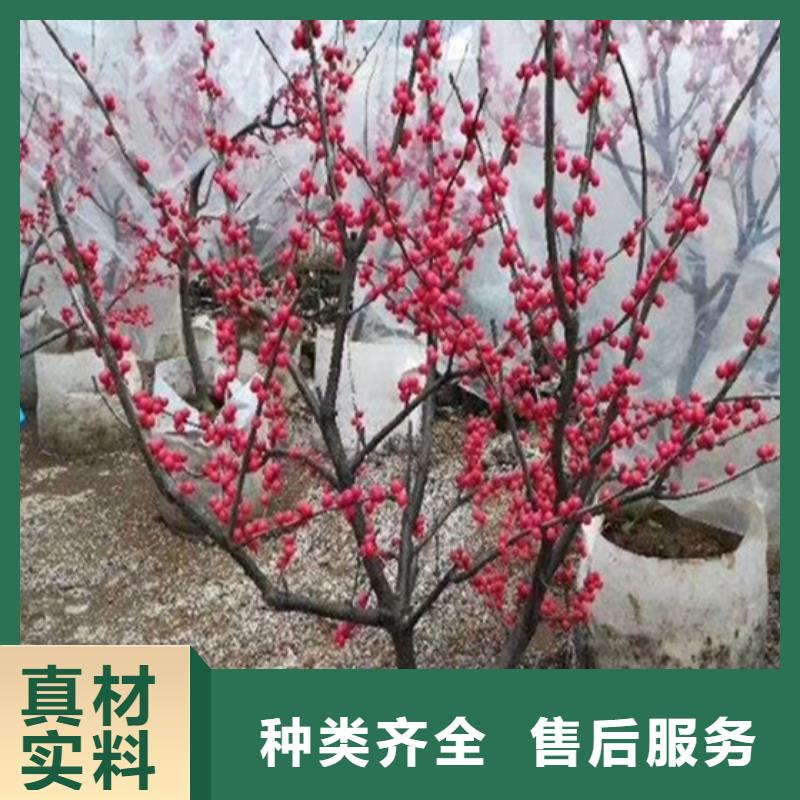 北美冬青,梨树苗源头厂家来图定制