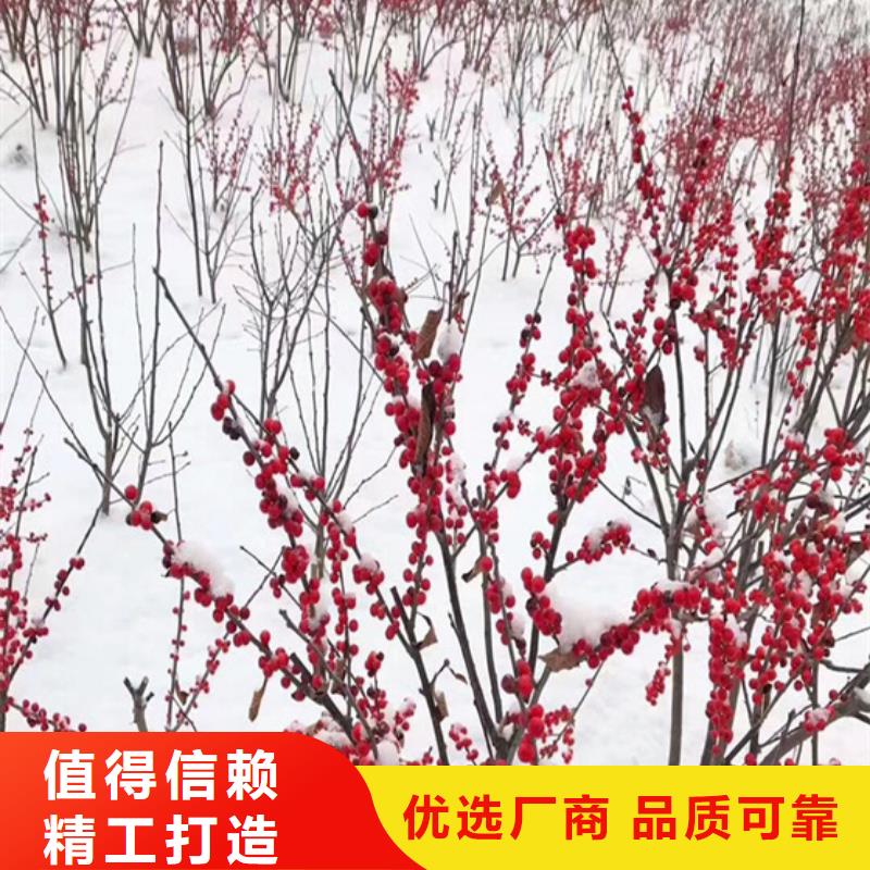 北美冬青,猕猴桃苗快速生产