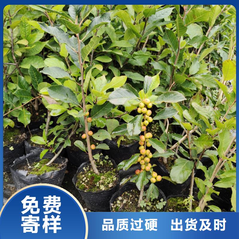 北美冬青石榴树好品质用的放心