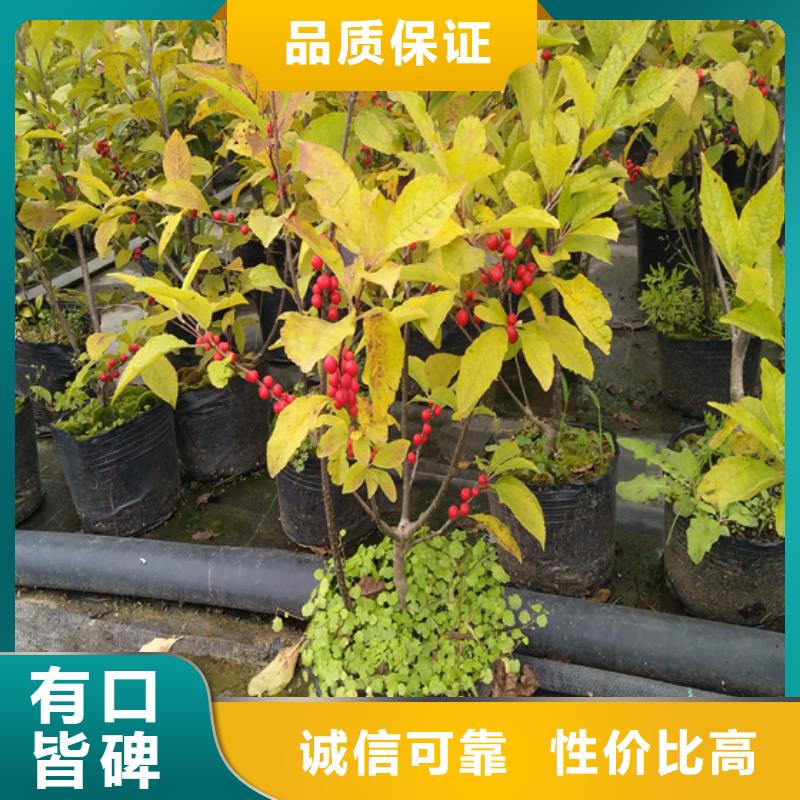 北美冬青石榴树好品质用的放心