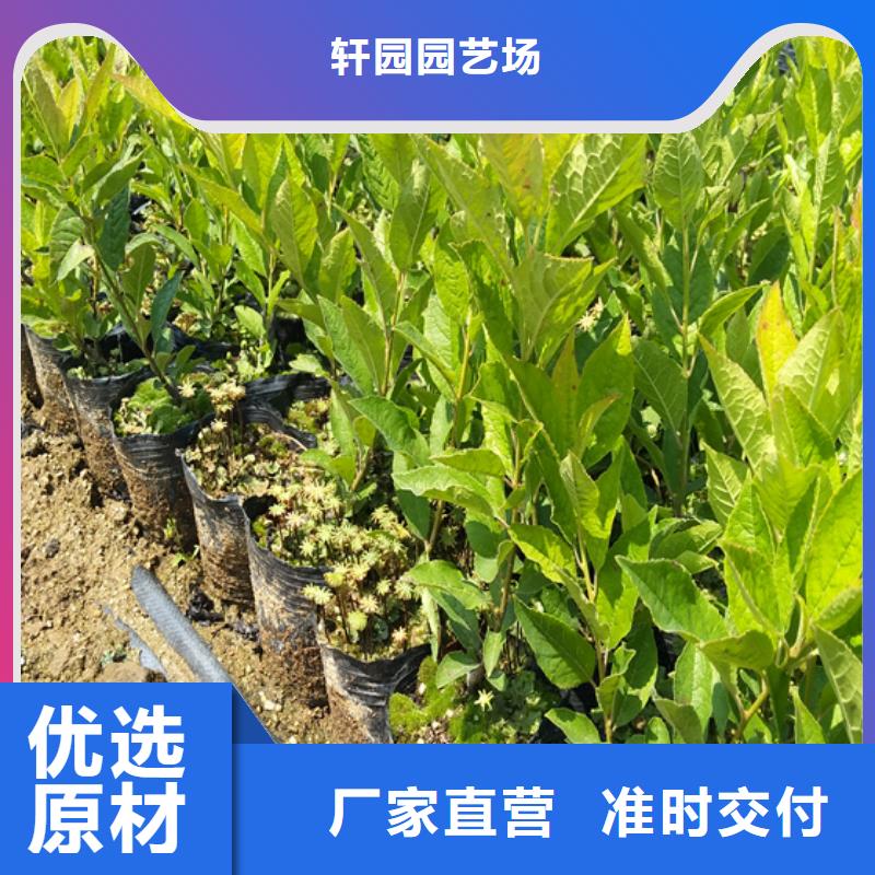 【北美冬青苹果苗联系厂家】