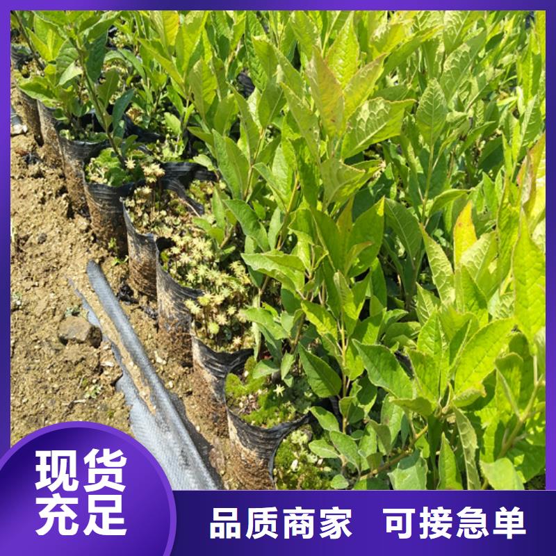 北美冬青石榴树好品质用的放心