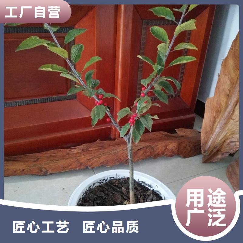 北美冬青,梨树苗源头厂家来图定制