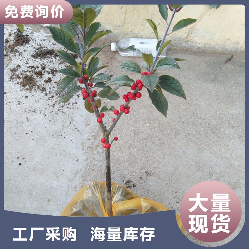 北美冬青石榴树好品质用的放心