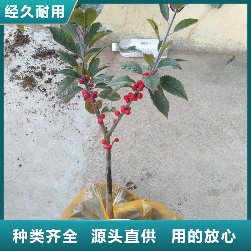 北美冬青,猕猴桃苗快速生产