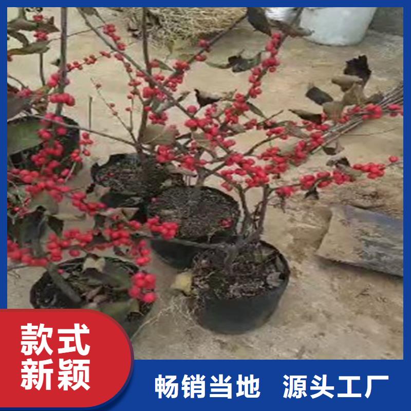 北美冬青,梨树苗源头厂家来图定制