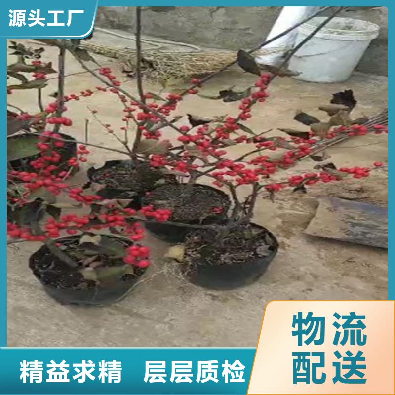 北美冬青,猕猴桃苗快速生产