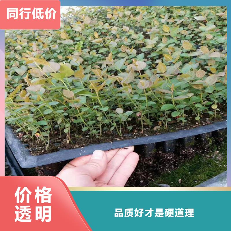 蓝莓苗,板栗苗海量货源