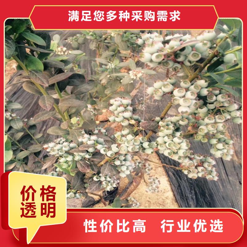 蓝莓苗,板栗苗海量货源