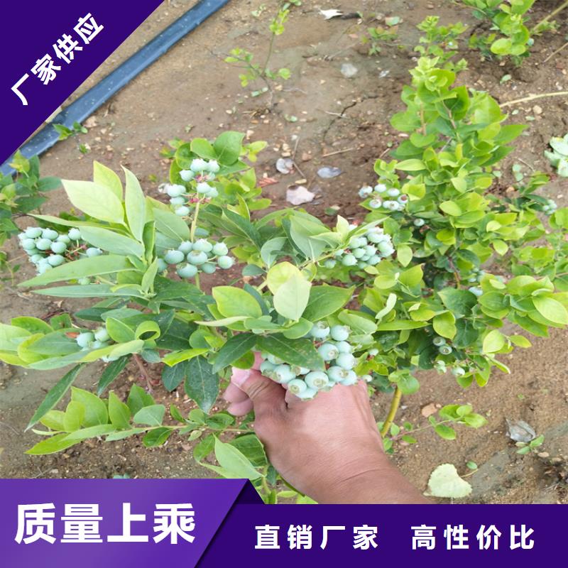 蓝莓苗,樱桃苗种类多质量好