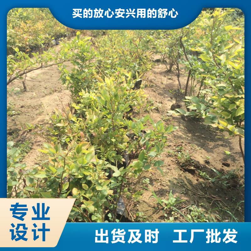 蓝莓苗,板栗苗海量货源
