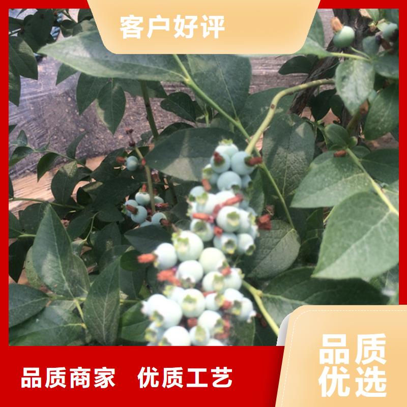 蓝莓苗,樱桃苗种类多质量好