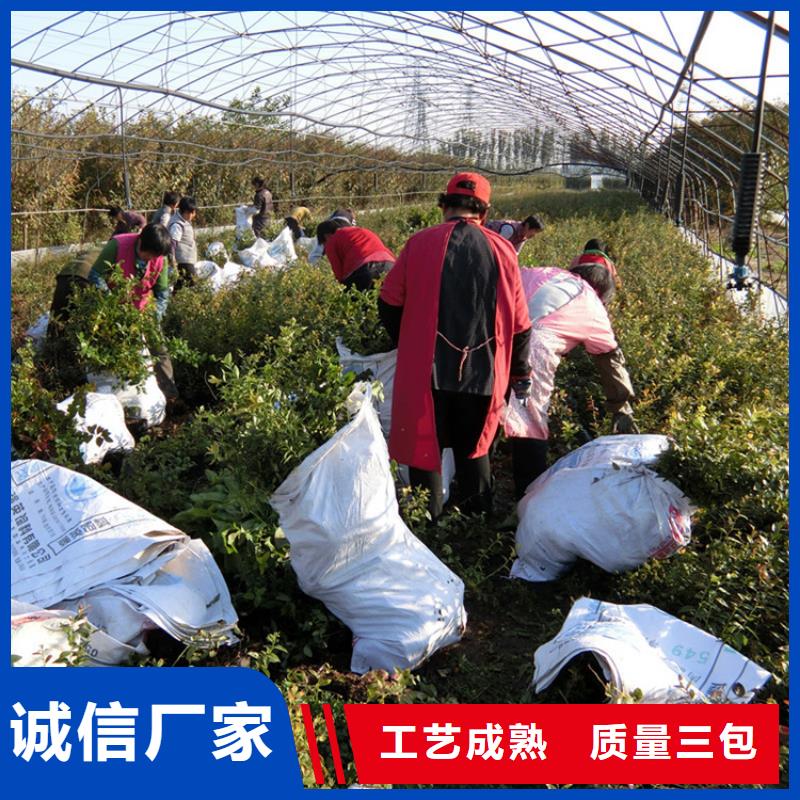 蓝莓苗,樱桃苗种类多质量好