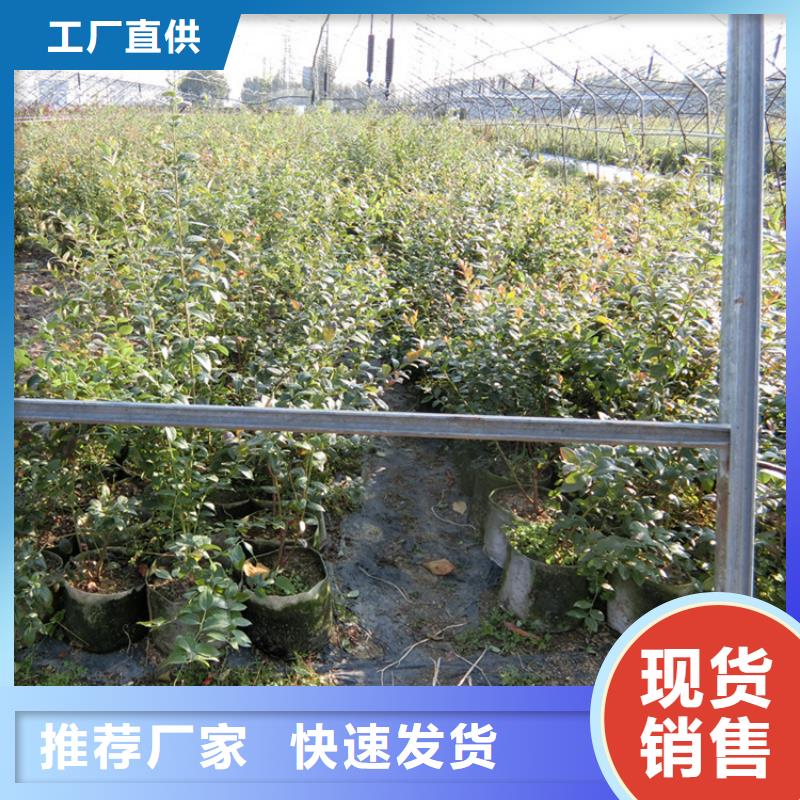 蓝莓苗,板栗苗海量货源
