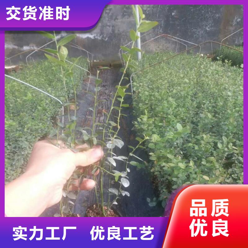蓝莓苗-板栗苗厂家直发