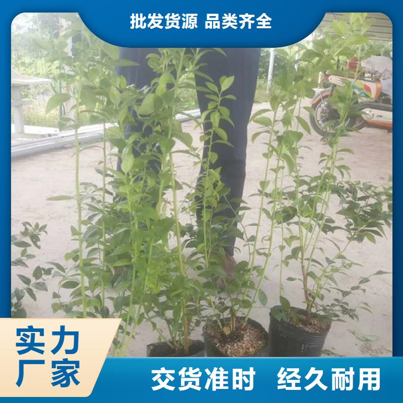 蓝莓苗,樱桃苗种类多质量好