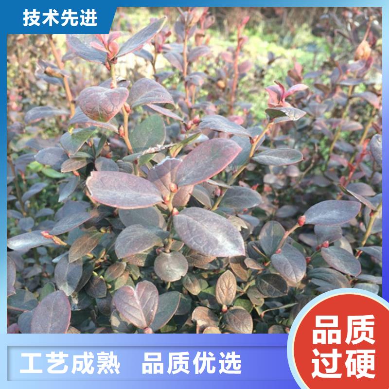 蓝莓苗-板栗苗厂家直发
