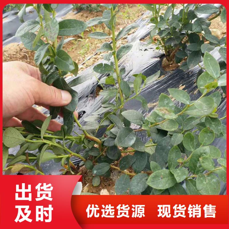 蓝莓苗-板栗苗厂家直发