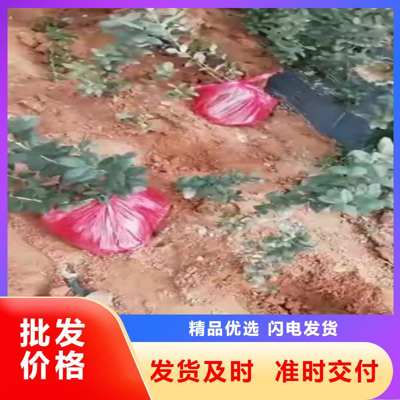 蓝莓苗,樱桃苗种类多质量好