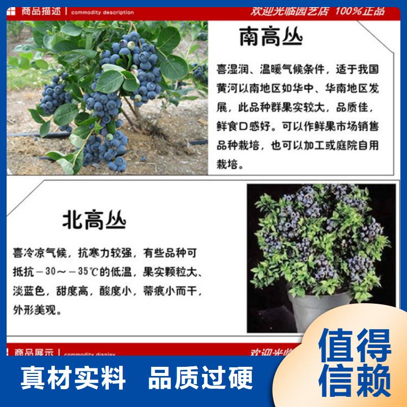蓝莓苗,樱桃苗种类多质量好