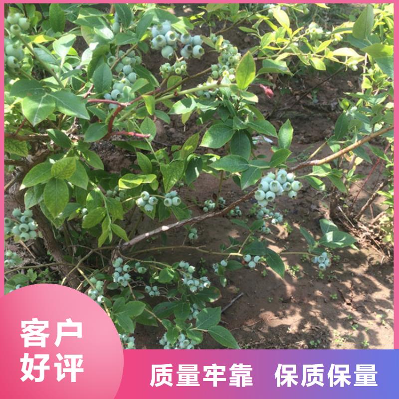 蓝莓苗,樱桃苗种类多质量好
