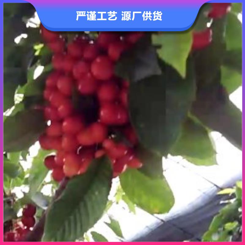红颜草莓视频-红颜草莓_直辖香港市场覆盖等