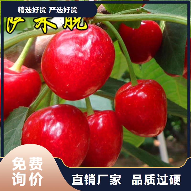 红颜草莓视频-红颜草莓_直辖香港市场覆盖等