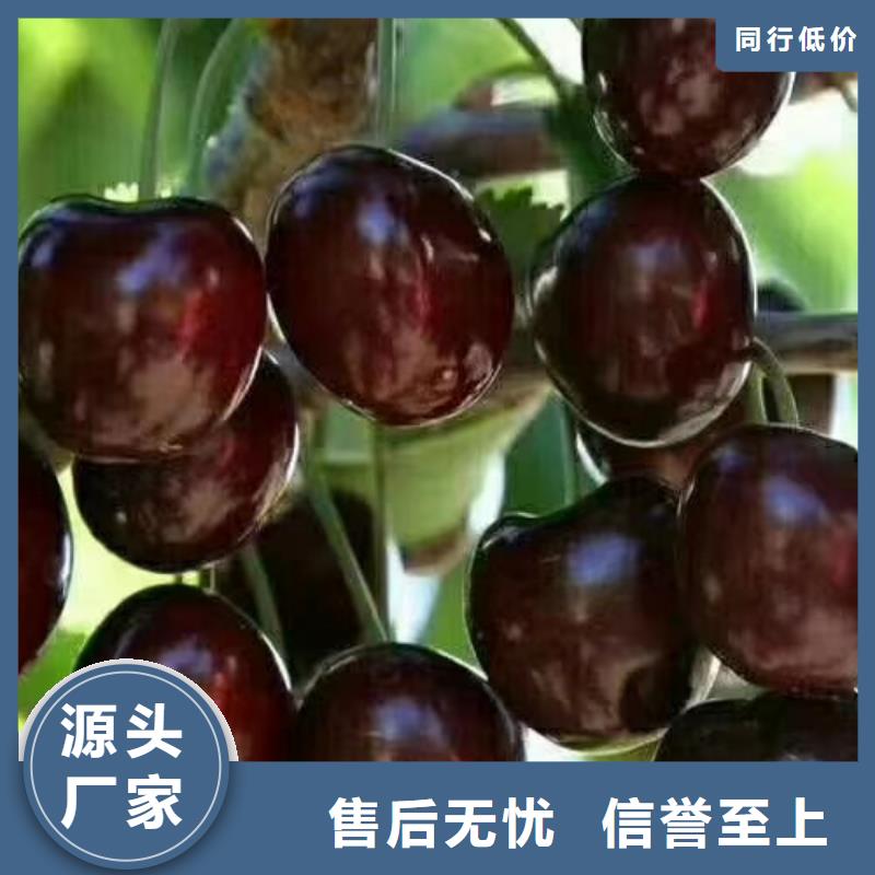 樱桃苹果苗常年出售