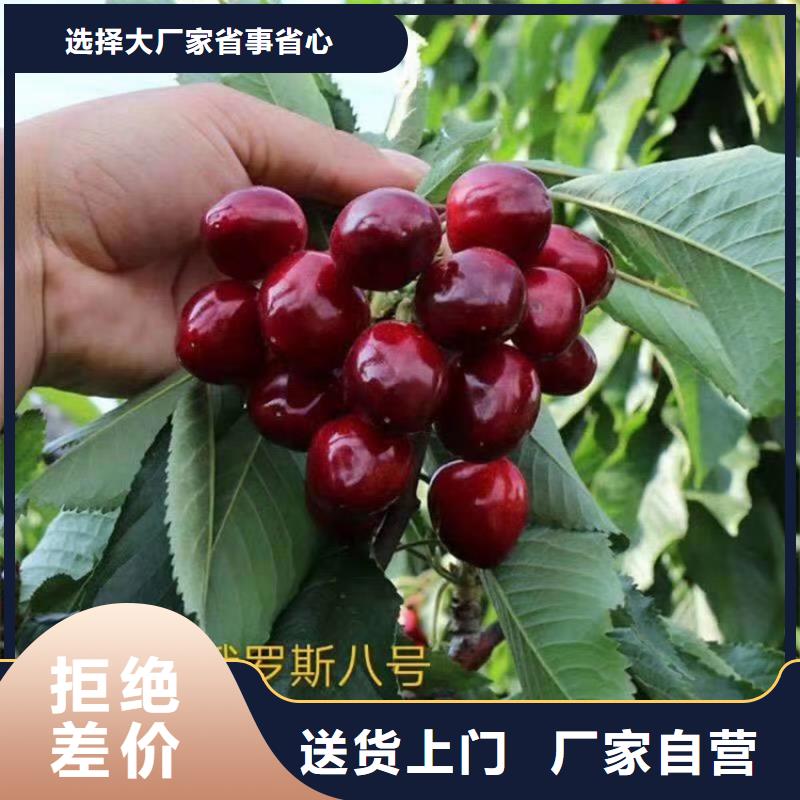 【樱桃樱桃苗现货充裕】
