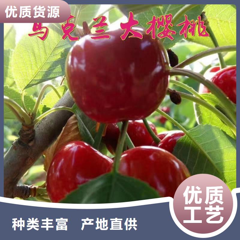 樱桃苹果苗常年出售