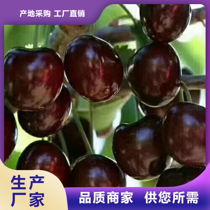 樱桃苹果苗常年出售