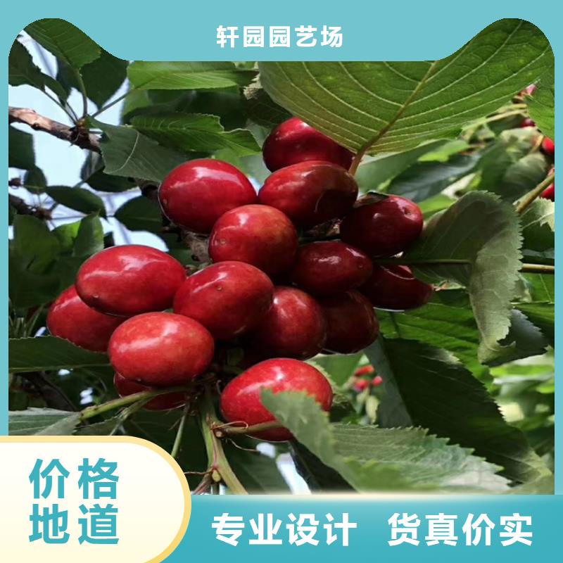 【樱桃樱桃苗现货充裕】