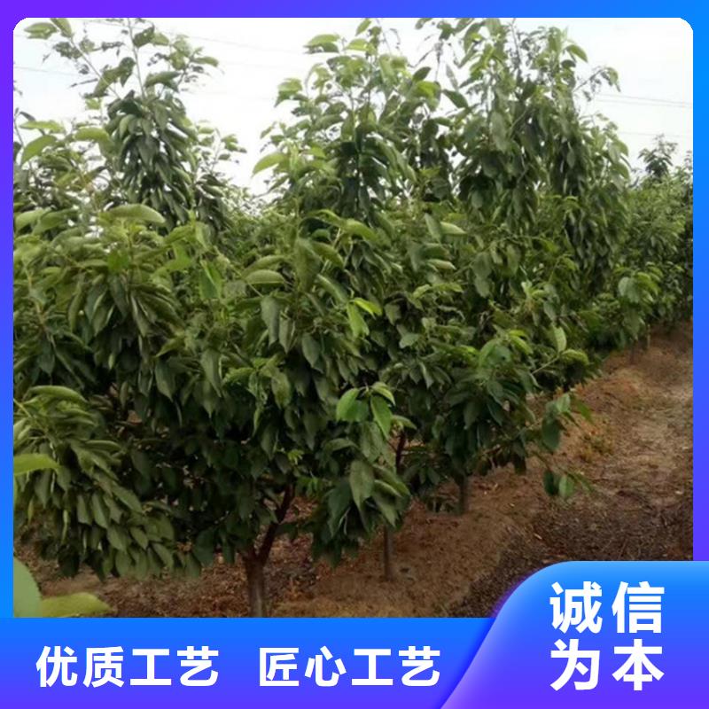 红颜草莓视频-红颜草莓_直辖香港市场覆盖等