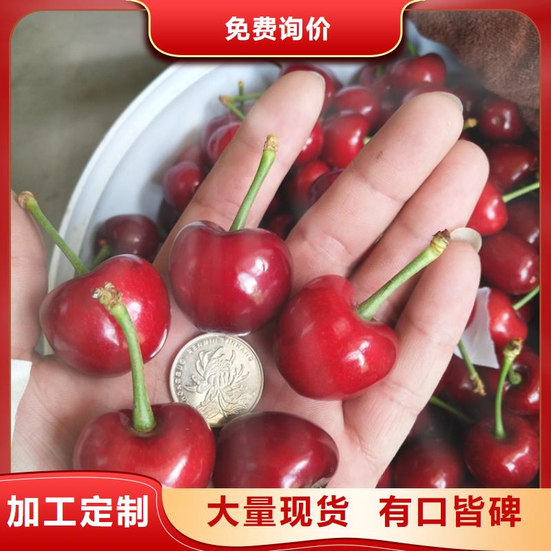 【樱桃樱桃苗现货充裕】