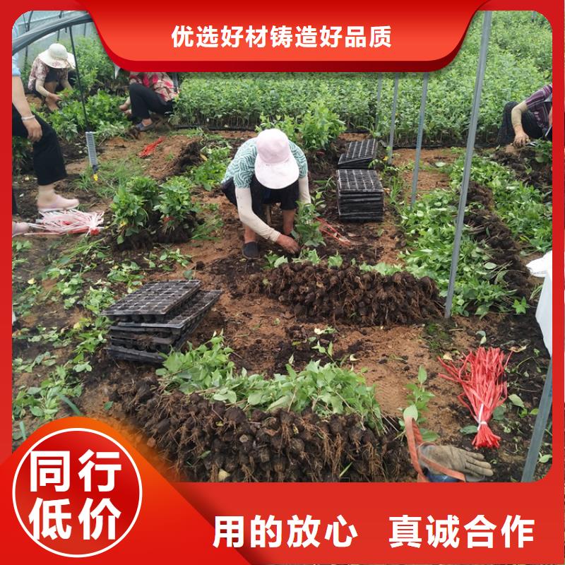 樱桃_樱桃苗库存齐全厂家直供