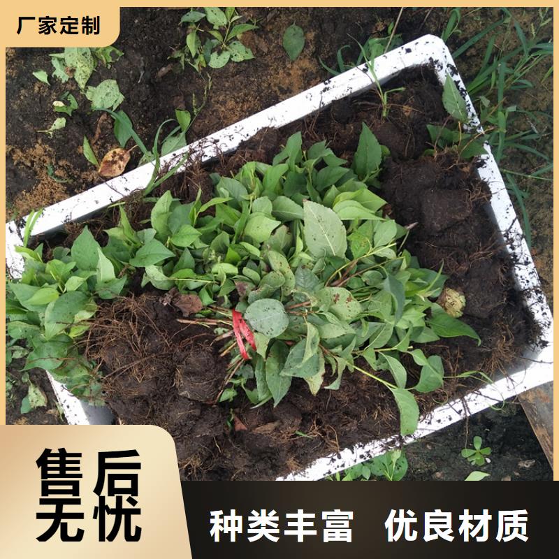 【樱桃樱桃苗现货充裕】