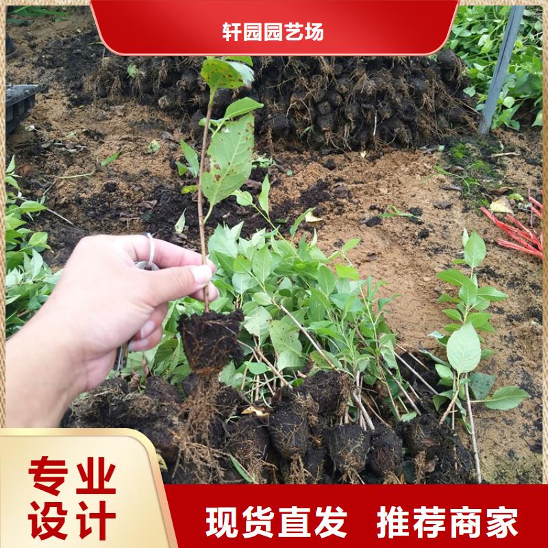红颜草莓视频-红颜草莓_直辖香港市场覆盖等