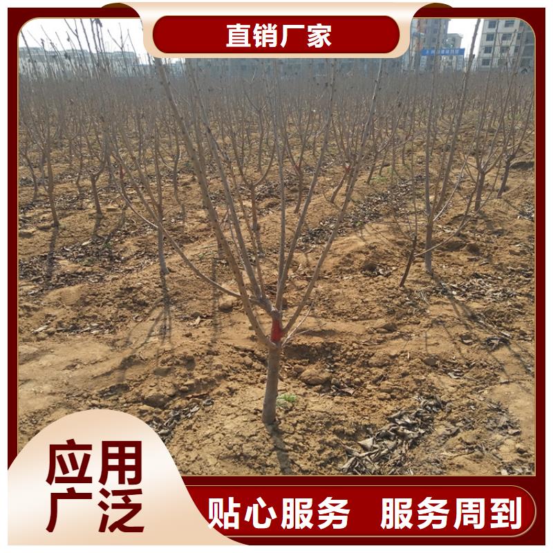 红颜草莓视频-红颜草莓_直辖香港市场覆盖等